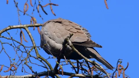 Collared dove sitting in the tree and clean her feathers, spring Stock Footage 116161450