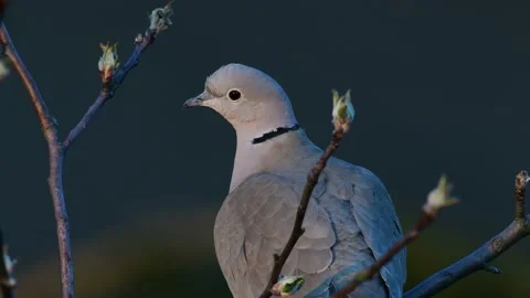 Collared dove sitting in the tree and watch, spring Stock Footage 141373379