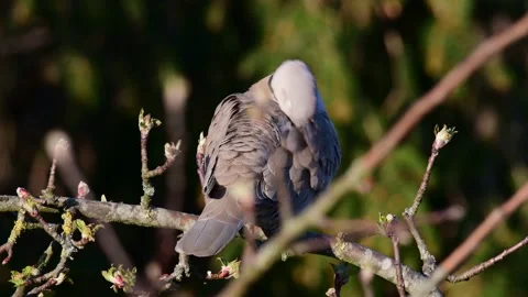 Collared dove sitting in the tree and clean her feathers, spring Stock Footage 141373451