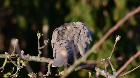 Collared dove sitting in the tree and clean her feathers, spring Video stock 143007032