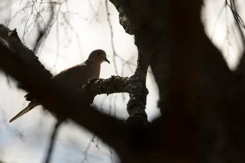 Collared Dove Sitting in Tree Stock Photos