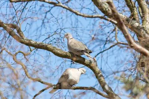 Collared Dove Sitting in Tree Foto stock