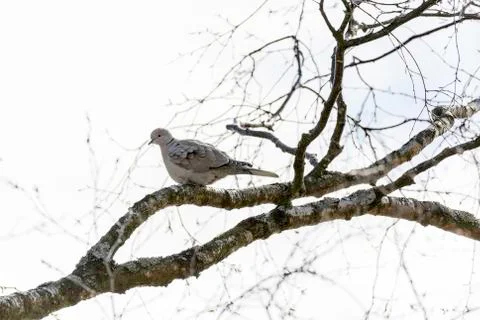 Collared Dove Sitting in Tree Foto stock