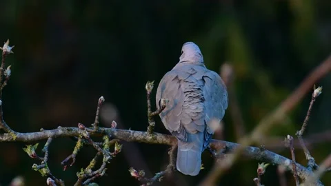 Collared dove sitting in the tree, spring Stock Footage 141373405