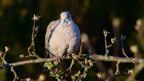 Collared dove sitting in the tree, spring Stock Footage 141373455