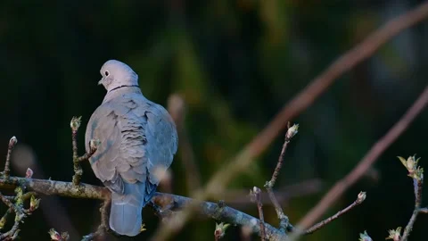 Collared dove sitting in the tree, spring Stock Footage 143006947