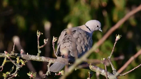 Collared dove sitting in the tree, spring Stock Footage 143192080