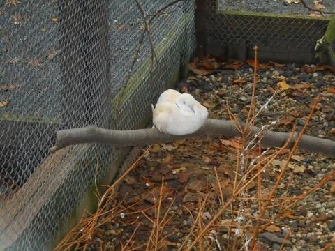 Collared dove sleeping on branch in aviary enclosure on an overcast day Stock Photos