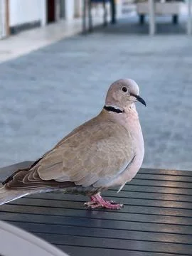Collared dove standing on table observing surroundings Stock Photos