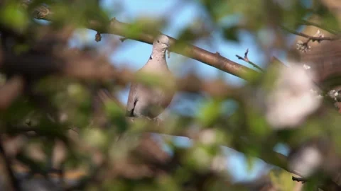 Collared Dove through trees (100fps conf to 25fps) Soligor 400mm Stock Footage 244708582