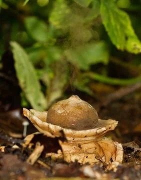 Collared earthstar Stock Photos