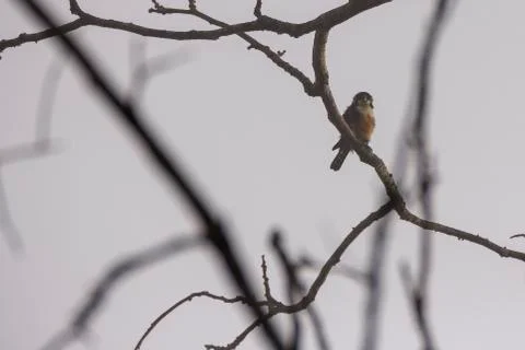 Collared Falconet perch on the tree twigs Stock Photos