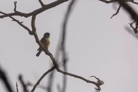 Collared Falconet perch on the tree twigs Stock Photos