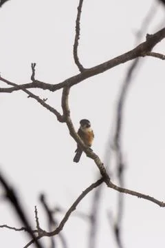 Collared Falconet perch on the tree twigs Stock Photos