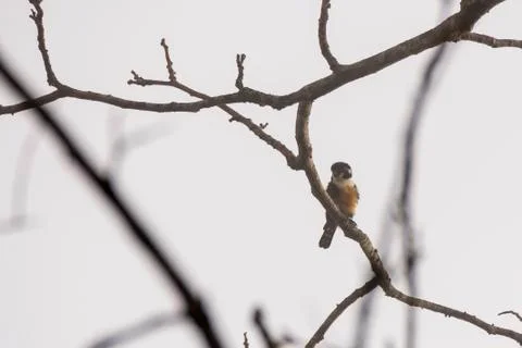 Collared Falconet perch on the tree twigs Stock Photos