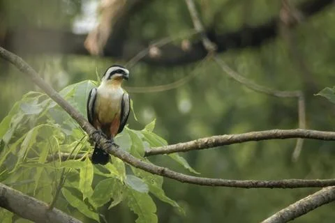 Collared Falconet perched on tree branch in Manas National Park, Assam, India Stock Photos