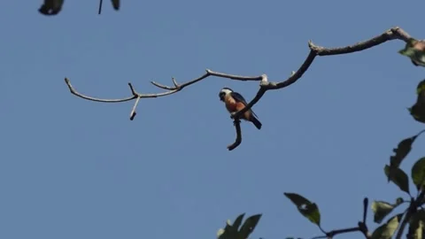 Collared Falconet perched on a tree in Corbett Tiger Reserve Stock Footage 145829051