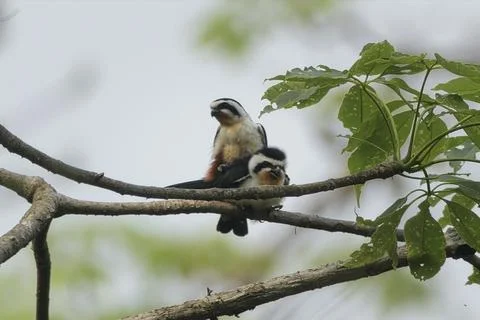 Collared Falconets mating on tree branch in Manas National Park, Assam, India Photos