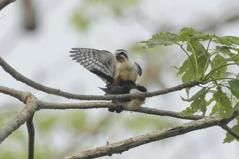 Collared Falconets mating on tree branch in Manas National Park, Assam, India Фото