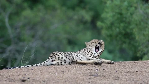 A collared female cheetah getting ready to move Stock Footage 325079054