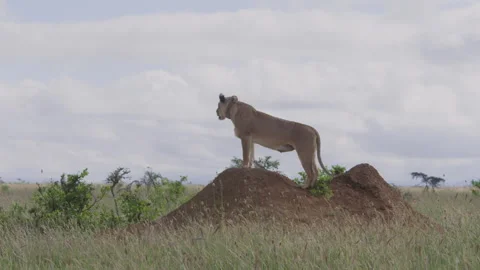 Collared female lion scanning through the savannah during the morning Stock Footage 260850869