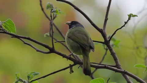 Collared Finchbill Bird Perched on a Tree Branch with Green Leaves. Vidéo 328898276
