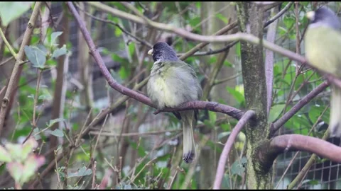 Collared Finchbill Stock Footage 281945872
