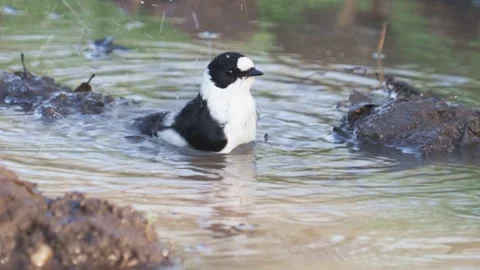 Collared flycatcher bird cleaning its feathers, Ficedula albicollis Stock Footage 307399430