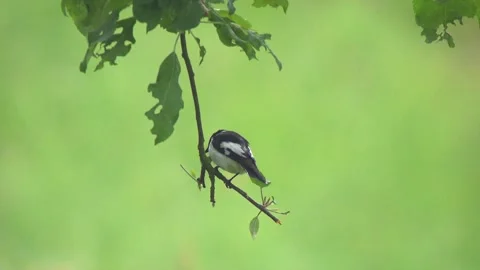 Collared Flycatcher on Branch in Spring Stock Footage 330471605