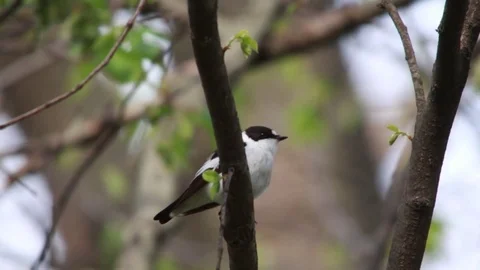 Collared Flycatcher on branch . Video with natural audio sound Stock Footage