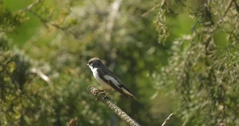 The collared flycatcher close up Stock Footage 160503115