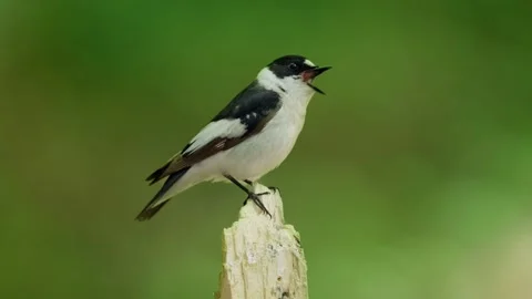 Collared flycatcher (Ficedula albicollis), bird singing in forest Stock-Footage 330081853