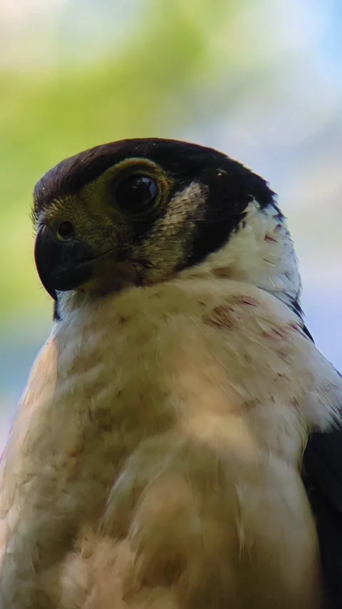 Collared Forest Falcon Head Extreme Close Up Vertical 4K Stock Footage 346188753