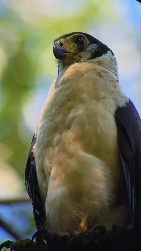 Collared Forest Falcon Perched Low Angle Vertical 4K Stock Footage 346188751