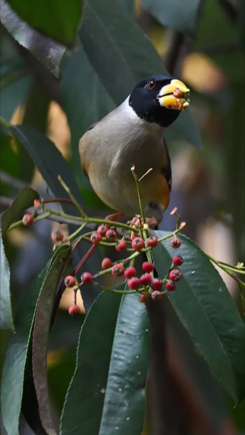 Collared Grosbeak Bird Eating Red Berries on Tree Branch in Natural Habitat 스톡 동영상 331066416