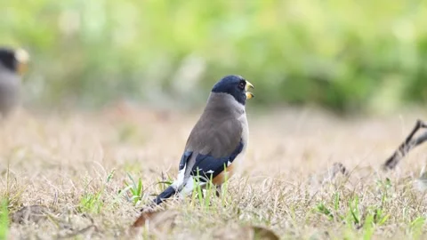 Collared Grosbeak Standing on the Ground in Nature Stock Footage 331006520