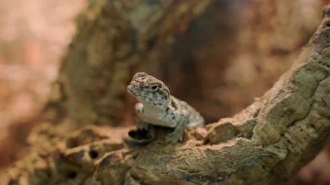 Collared iguana poses on a tree. lizard. reptiles Stock Footage 239421613