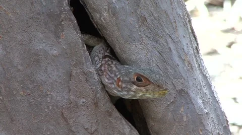 Collared Iguana sticking head out of dry tree trunk in forest on a sunny day Stock Footage 54128422