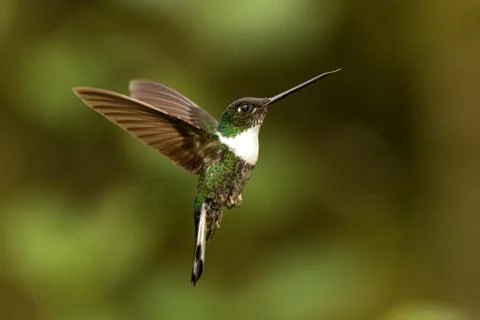 Collared inca hovering in the air,tropical forest, Colombia, bird sucking nec Stock Photos