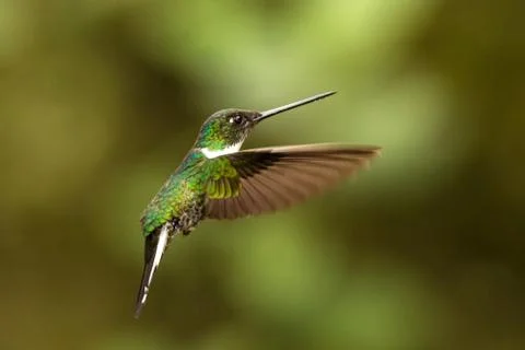 Collared inca hovering in the air,tropical forest, Colombia, bird sucking nec Stock Photos