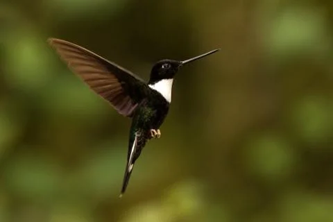 Collared inca hovering in the air,tropical forest, Colombia, bird sucking nec Stock Photos