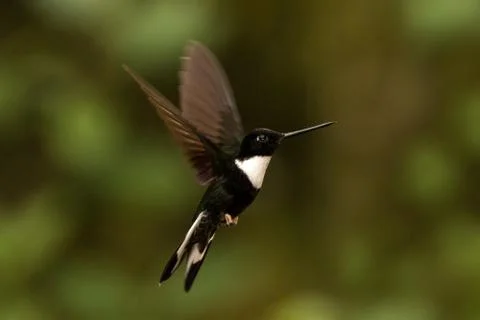 Collared inca hovering in the air,tropical forest, Colombia, bird sucking nec Stock Photos