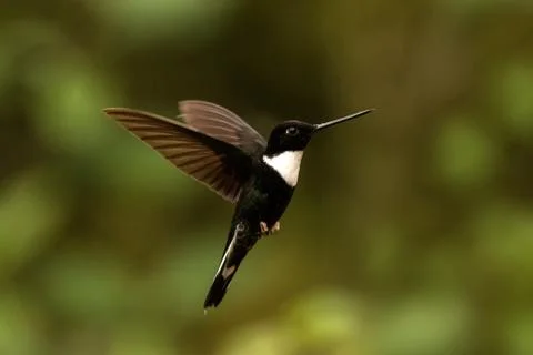 Collared inca hovering in the air,tropical forest, Colombia, bird sucking nec Stock Photos
