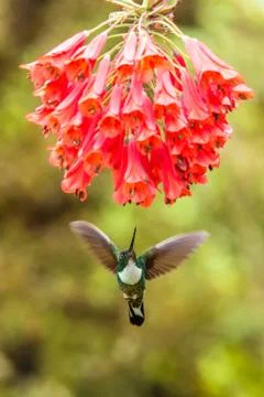 Collared inca hovering next to red flower,tropical forest, Colombia, bird suc Stock Photos