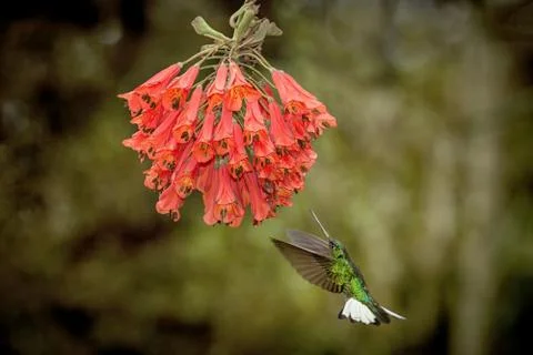 Collared inca hovering next to red flower,tropical forest, Colombia, bird suc Stock Photos