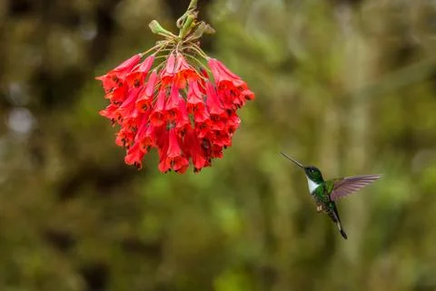 Collared inca hovering next to red flower,tropical forest, Colombia, bird suc Stock Photos