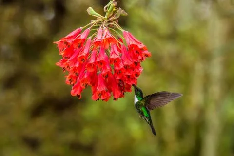 Collared inca hovering next to red flower,tropical forest, Colombia, bird suc Stock Photos