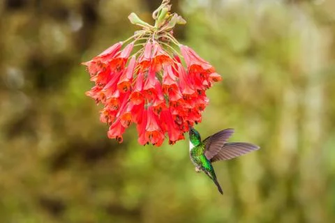 Collared inca hovering next to red flower,tropical forest, Colombia, bird suc Stock Photos