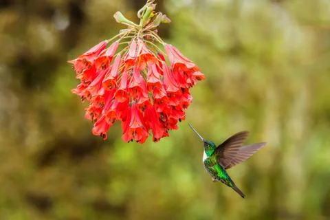 Collared inca hovering next to red flower,tropical forest, Colombia, bird suc Stock Photos