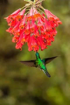 Collared inca hovering next to red flower,tropical forest, Colombia, bird suc Stock Photos
